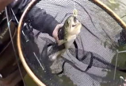 野外爱爱视频,揭秘户外浪漫瞬间